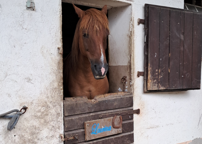 Pegasus_e.V_Resilienz_Ahrtalprojekt_2025 (0010)