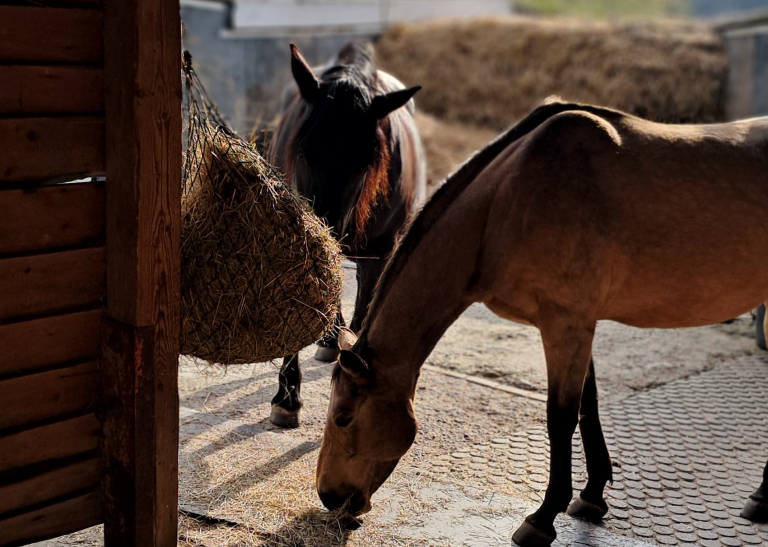 Pegasus_e.V_Resilienz_Ahrtalprojekt_2025 (002)